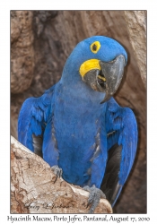 Hyacinth Macaw