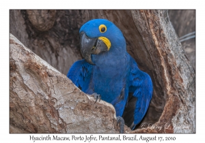 Hyacinth Macaw