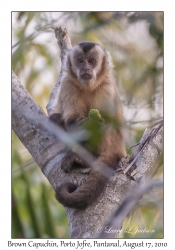 Brown Capuchin