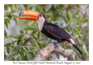 Toco Toucan