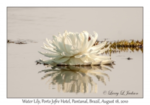 Water Lily