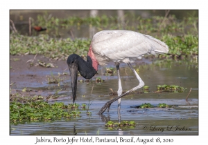 Jabiru