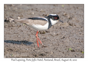 Pied Lapwing