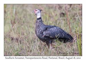 Southern Screamer