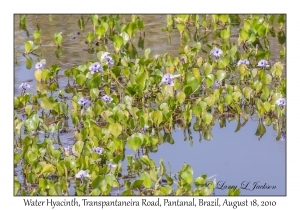 Water Hyacinth