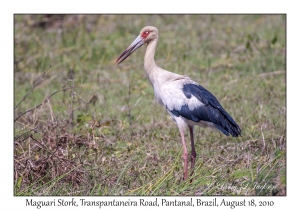 Maguari Stork