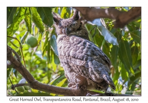 Great Horned Owl