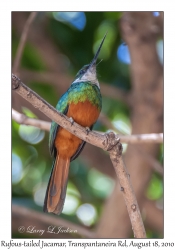 Rufous-tailed Jacamar