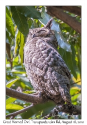 Great Horned Owl