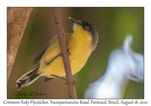 Common Tody-Flycatcher