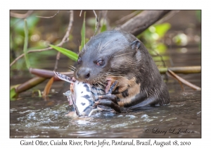 Giant Otter