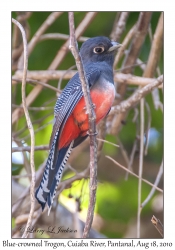 Blue-crowned Trogon