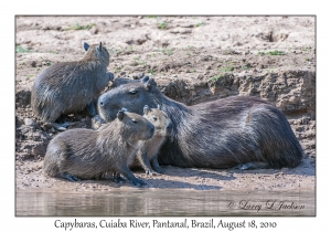 Capybaras