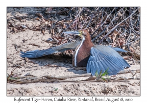 Rufescent Tiger-Heron