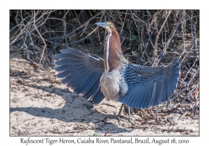 Rufescent Tiger-Heron