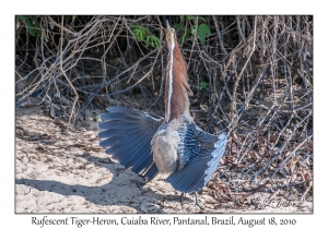 Rufescent Tiger-Heron