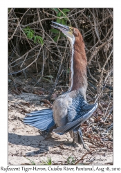 Rufescent Tiger-Heron