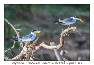 Large-billed Terns