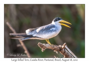 Large-billed Tern