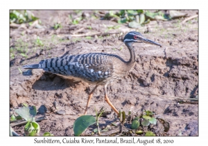 Sunbittern