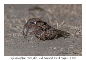 Rufous Nightjar