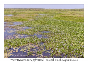 Water Hyacinth
