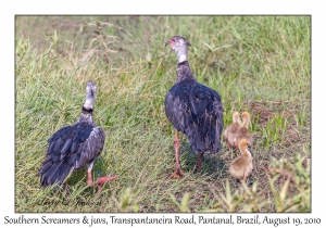 Southern Screamers