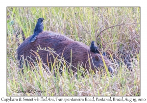 Capybara & Smooth-billed Anis