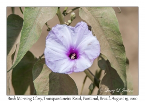 Bush Morning Glory