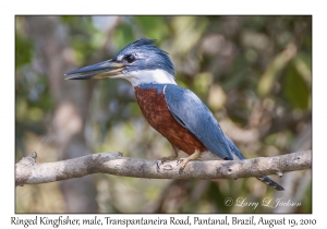 Ringed Kingfisher