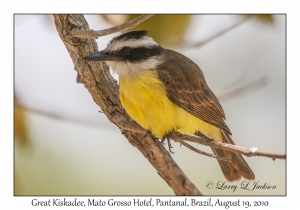 Great Kiskadee