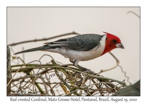 Red-crested Cardinal