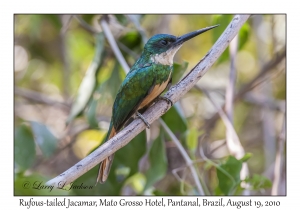 Rufous-tailed Jacamar