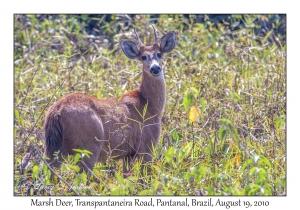 Marsh Deer