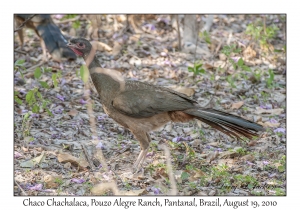 Chaco Chachalaca