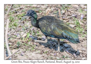 Green ibis