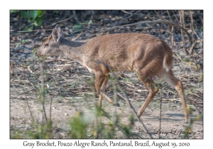 Gray Brocket