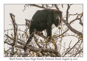 Black Howler Monkey