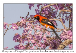 Orange-backed Troupial