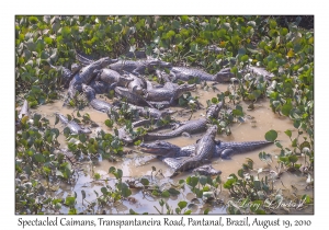 Spectacled Caimans