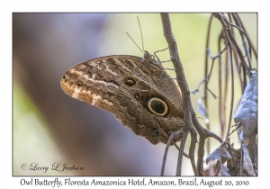 Owl Butterfly