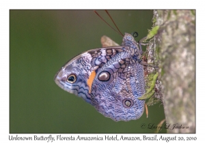 Unknown Butterfly