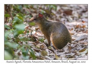 Azara's Agouti