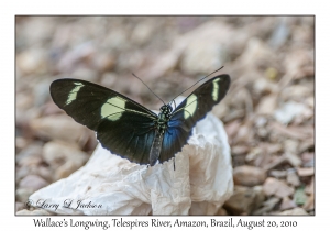 Wallace's Longwing