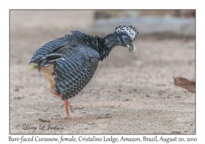 Bare-faced Curassow