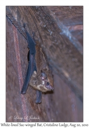 White-lined Sac-winged Bat