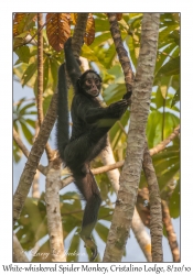 White-whiskered Spider Monkey