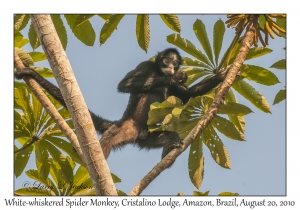 White-whiskered Spider Monkey