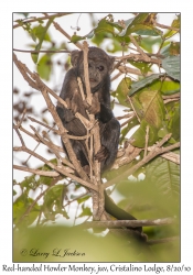 Red-handed Howler Monkey