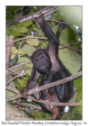 Red-handed Howler Monkey